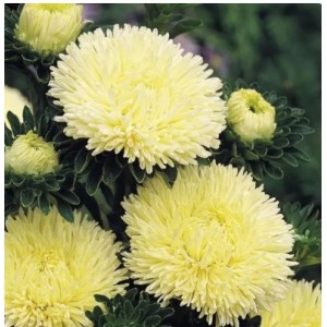 Астра Хризантелла Лимончелло