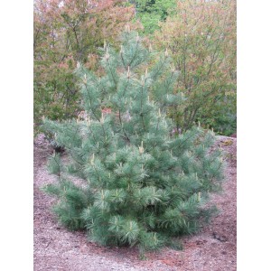 Кедр Корейский 40-60 см