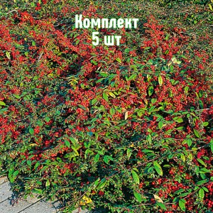Комплект 5шт / Кизильник горизонтальный Коралловая Феерия