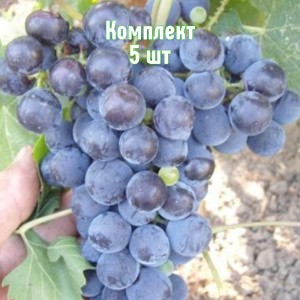 Комплект 5шт / Виноград Алеатико