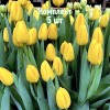 Комплект 5шт / Тюльпан Нови Сан